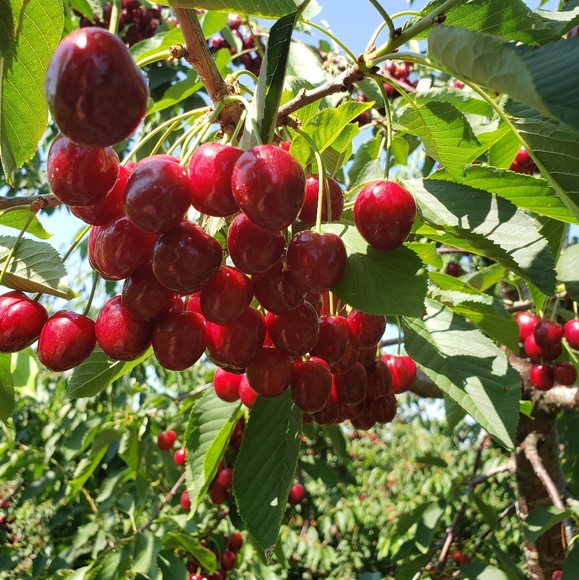 Meet your Posher, Ruby - Picture 1 of 1